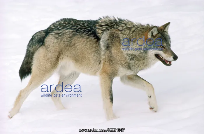 : EUROPEAN WOLF IN SNOW : EUROPEAN WOLF IN SNOW