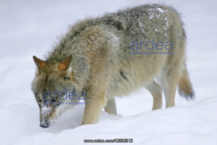: European Wolf in snow - adult strolling through snow : European Wolf in snow - adult strolling through snow