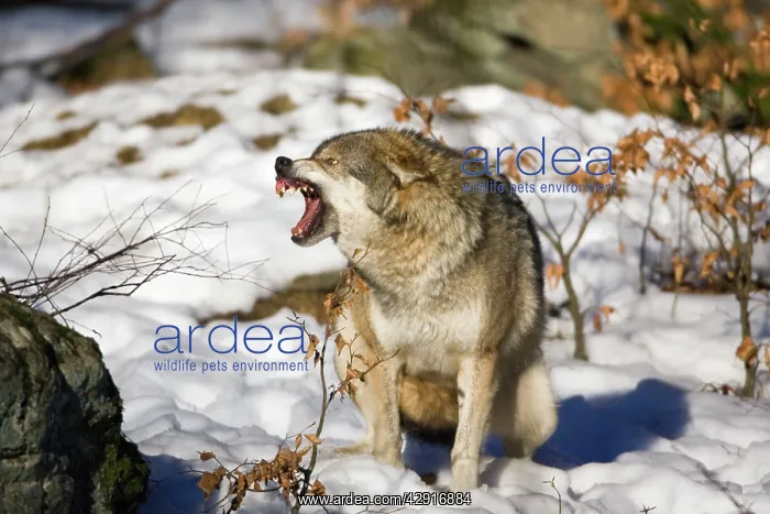  : European Wolf - in snow, snarling