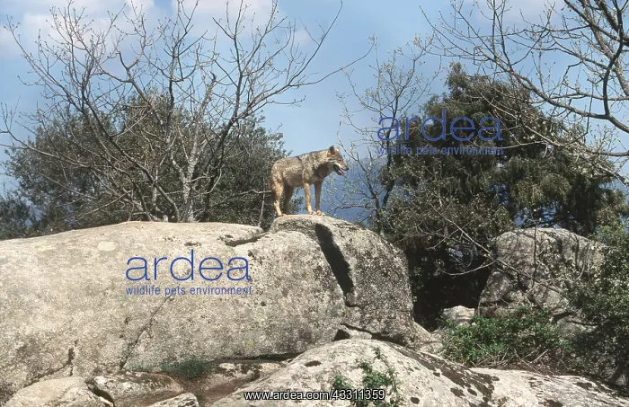 : EUROPEAN WOLF - standing on rock : EUROPEAN WOLF - standing on rock