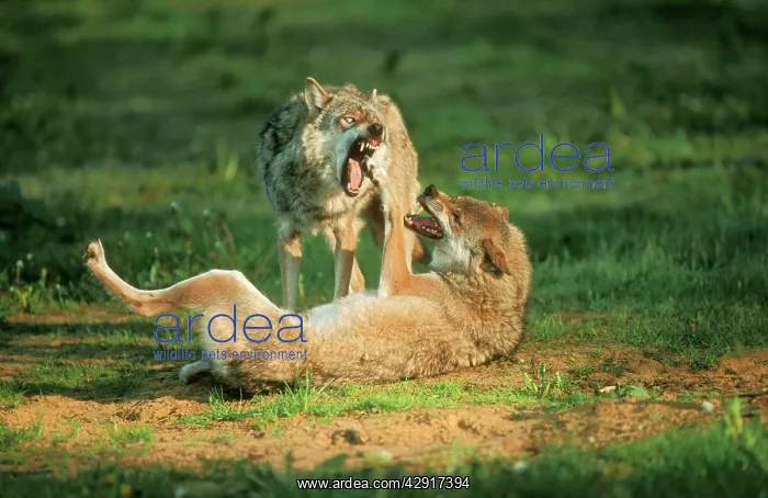  : European Wolf - threatening behaviour