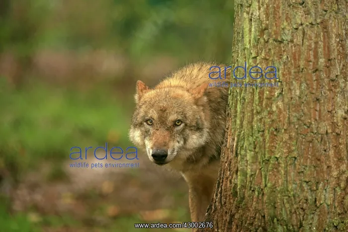 : European Wolf - behind a tree - controlled conditions : European Wolf - behind a tree - controlled conditions