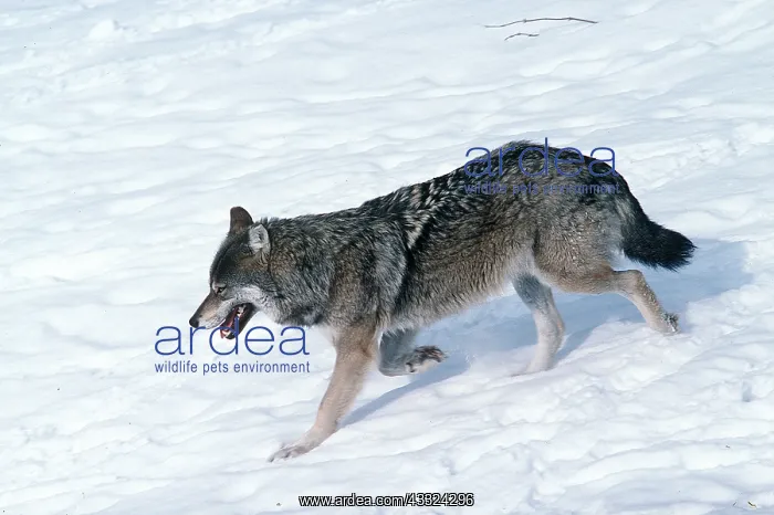 : EUROPEAN WOLF - side view, walking in snow : EUROPEAN WOLF - side view, walking in snow