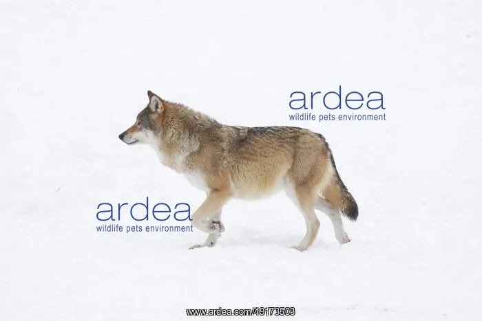 : European Wolf winter : European Wolf winter