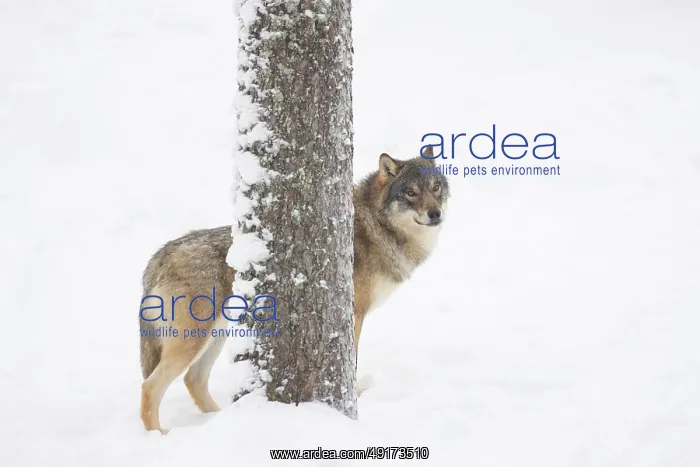 : European Wolf winter : European Wolf winter