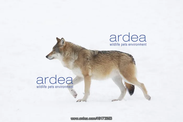 : European Wolf winter : European Wolf winter