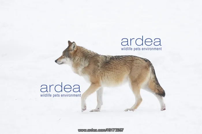 : European Wolf winter : European Wolf winter