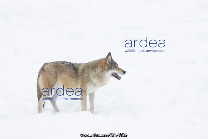 : European Wolf winter : European Wolf winter