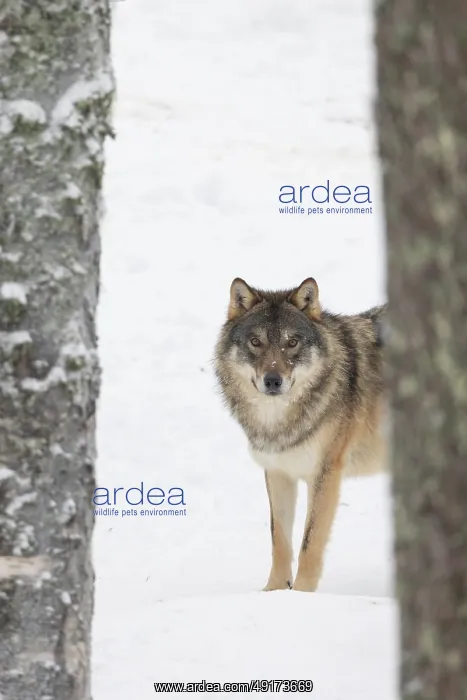 : European Wolf winter : European Wolf winter
