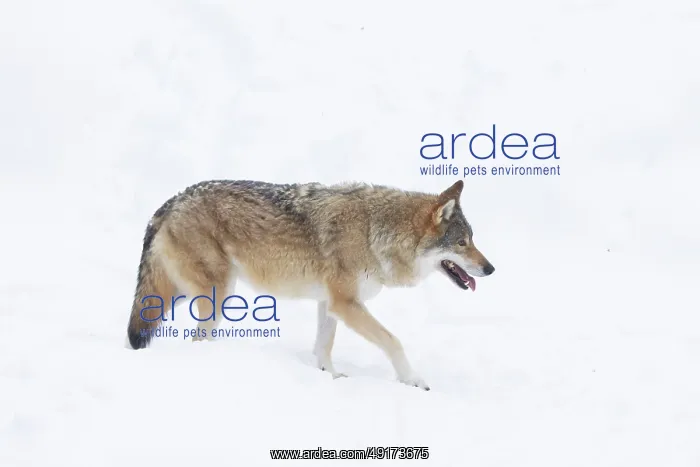 : European Wolf winter : European Wolf winter