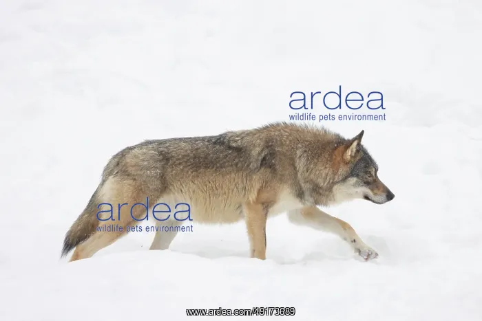 : European Wolf winter : European Wolf winter