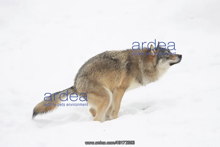 : European Wolf winter : European Wolf winter