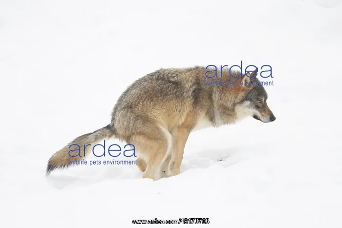 : European Wolf winter : European Wolf winter