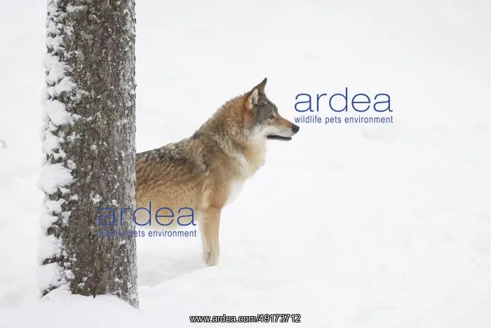 : European Wolf winter : European Wolf winter