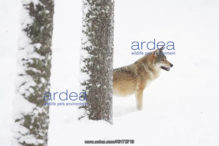 : European Wolf winter : European Wolf winter