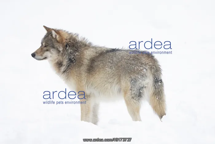 : European Wolf winter : European Wolf winter