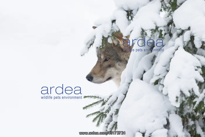 : European Wolf winter : European Wolf winter