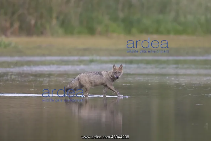 : European Wolf - wolf in shallow water - Saxony, Germany : European Wolf - wolf in shallow water - Saxony, Germany