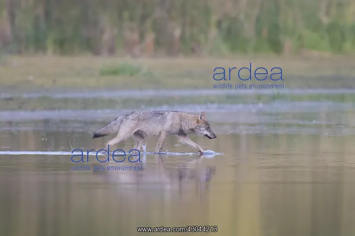: European Wolf - wolf in shallow water - Saxony, Germany : European Wolf - wolf in shallow water - Saxony, Germany