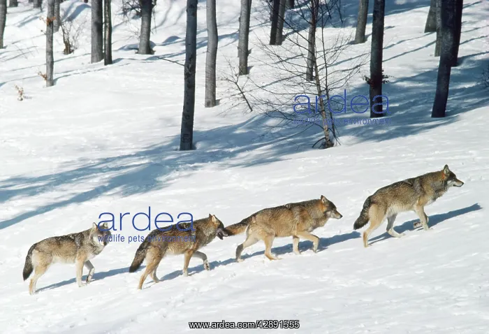 : EUROPEAN WOLF - x four, walking though snow : EUROPEAN WOLF - x four, walking though snow
