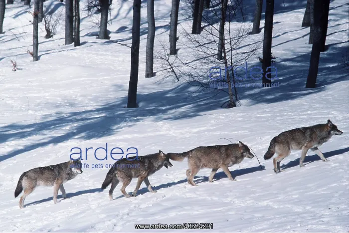 : European WOLF - x four walking across snow : European WOLF - x four walking across snow