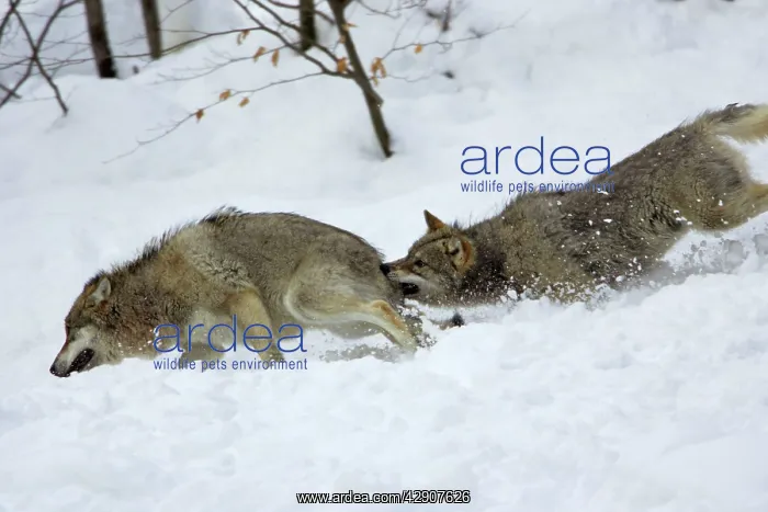 : European Wolf - Young animal attacking the rank : European Wolf - Young animal attacking the rank