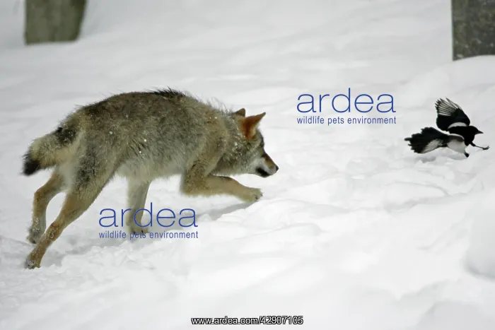 : European Wolf - young animal chasing magpie in : European Wolf - young animal chasing magpie in