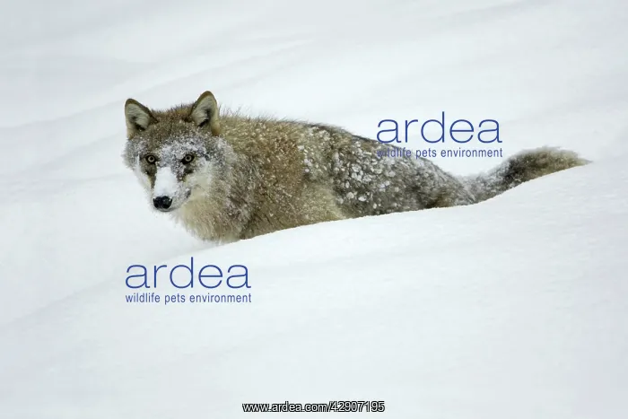 : European Wolf - young animal with face covered : European Wolf - young animal with face covered