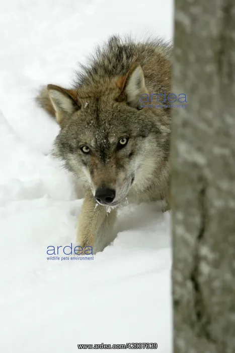 : European Wolf - Young animal hiding behind tree : European Wolf - Young animal hiding behind tree