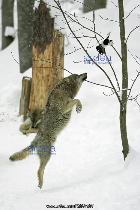 : European Wolf - young animal jumping after magpie : European Wolf - young animal jumping after magpie