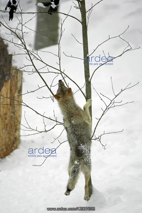 : European Wolf - young animal jumping after magpies : European Wolf - young animal jumping after magpies