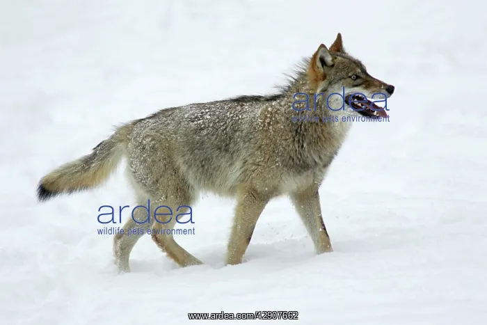  : European Wolf - young animal panting, standing
