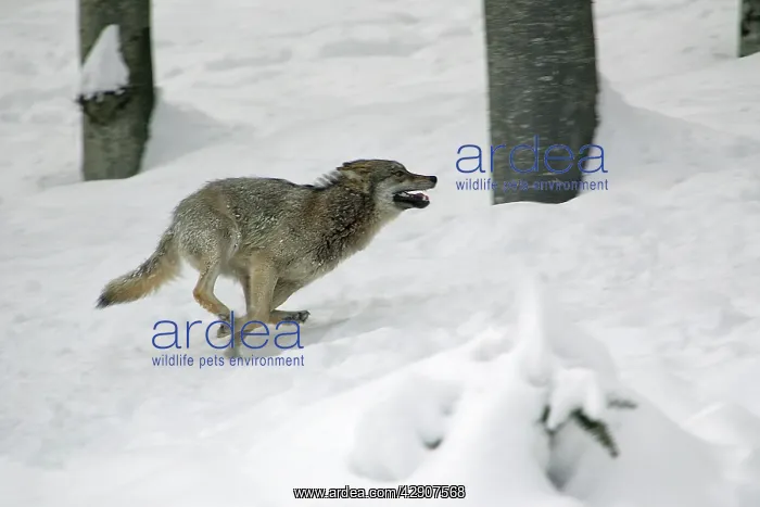 : European Wolf - young animal running through snow : European Wolf - young animal running through snow