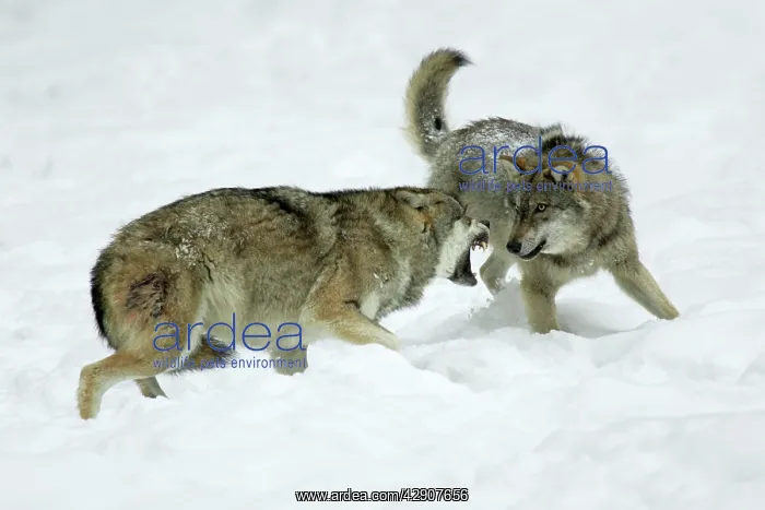: European Wolf - young wolf confronting rank weakest : European Wolf - young wolf confronting rank weakest