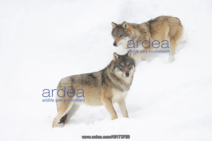 : European Wolfs winter : European Wolfs winter