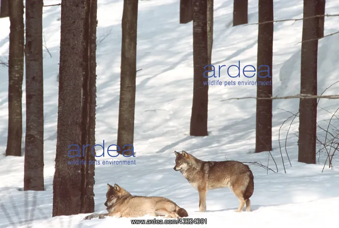 : EUROPEAN WOLVES - in snow covered forest : EUROPEAN WOLVES - in snow covered forest
