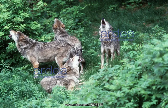  : EUROPEAN WOLVES - x four, howling pack in forest