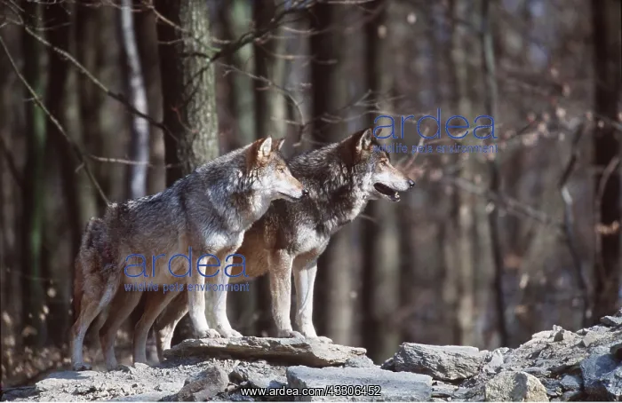 : EUROPEAN WOLVES - x two side by side in forest : EUROPEAN WOLVES - x two side by side in forest