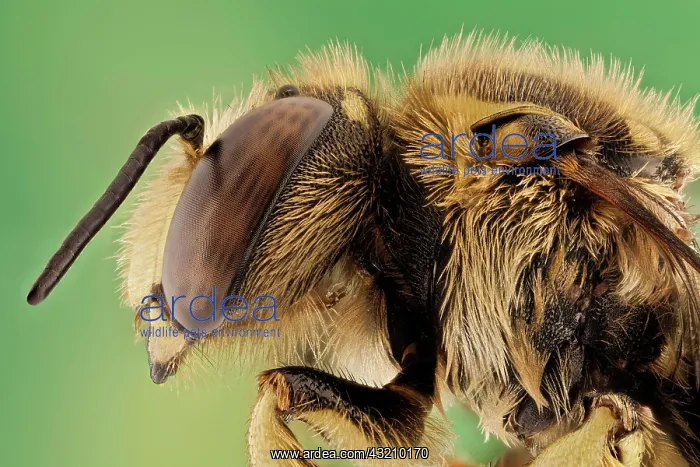  : or European wool carder bee (Anthidium manicatum