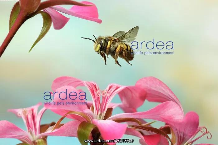 : European wool carder bee (Anthidium manicatum) : European wool carder bee (Anthidium manicatum)