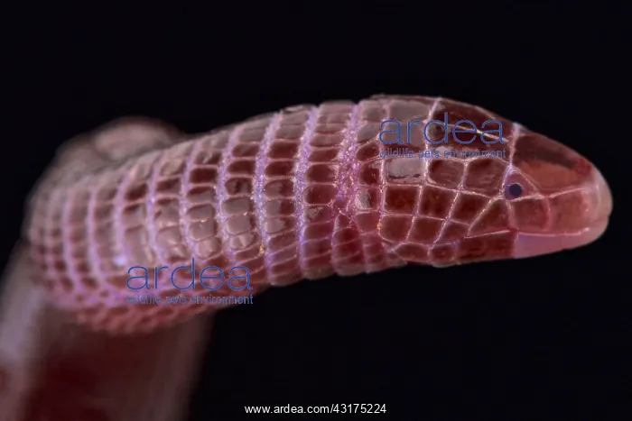 : European worm lizard (Blanus cinereus), Spain : European worm lizard (Blanus cinereus), Spain