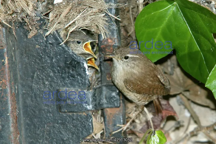 : European WREN - at nest in old door : European WREN - at nest in old door