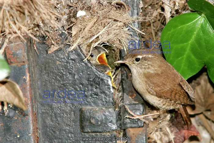 : European WREN - at nest in old door : European WREN - at nest in old door