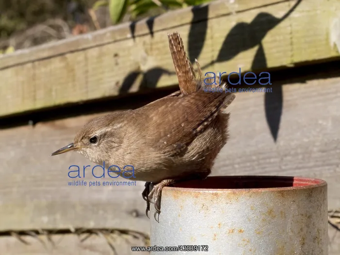  : European wren - UK