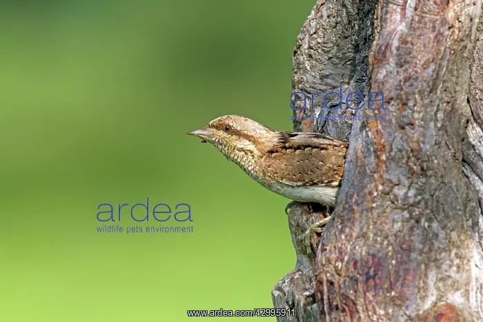 : European Wryneck - emerging from nest entrance Bulgaria : European Wryneck - emerging from nest entrance Bulgaria