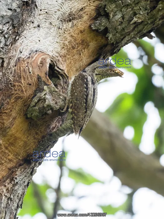 : European Wryneck - at entrance to nest with bill : European Wryneck - at entrance to nest with bill