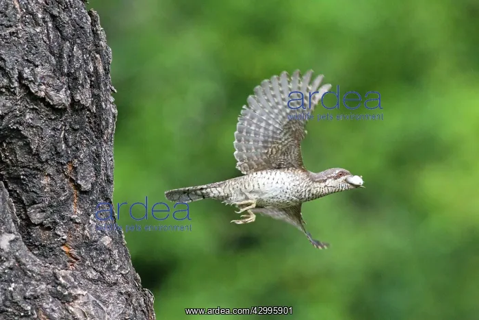 : European Wryneck - leaving nest with dropping sack : European Wryneck - leaving nest with dropping sack