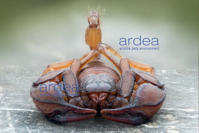 : European yellow tailed scorpion (Euscorpius flavicaudis) : European yellow tailed scorpion (Euscorpius flavicaudis)