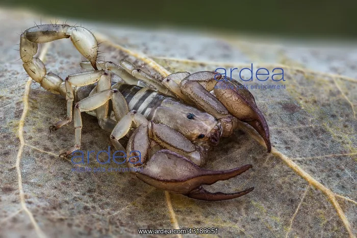 : European yellow tailed scorpion (Euscorpius flavicaudis) : European yellow tailed scorpion (Euscorpius flavicaudis)