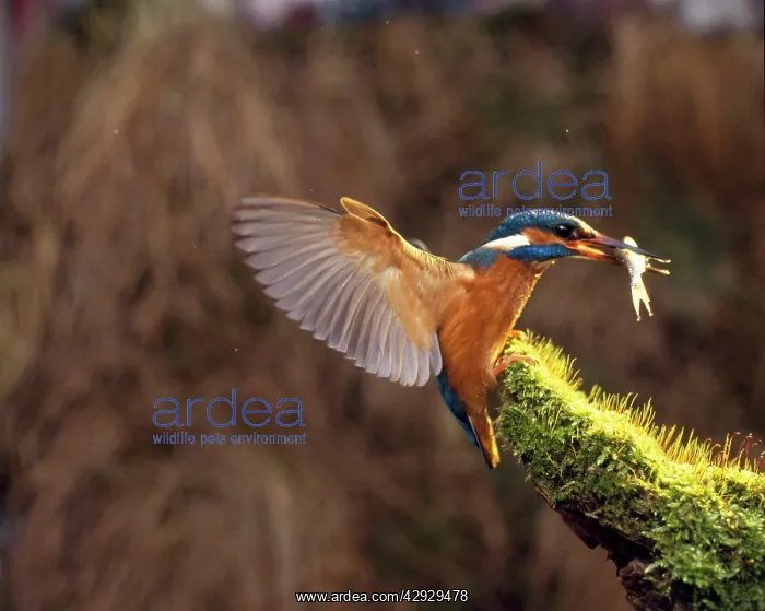  : Europen Kingfisher - with fish